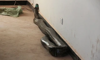 Con trăn khổng lồ dài gần 4 m. Ảnh: CCTV.