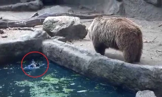 Gấu xám hết mình cứu chim quạ khỏi đuối nước