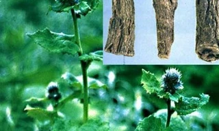 Các ngự y trong triều đình nhà Thanh đã nghiên cứu hàng chục bài thuốc để chọn ra bài “Cát hoa giải tình thang” để làm bài “Cung đình pháp chế” Bài thuốc chỉ dùng trong cung đình để “chữa bệnh cho tửu khách”. Bài thuốc gồm 13 vị: liên hoa thanh bì (bỏ mầm