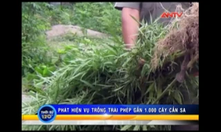 Cà Mau: Phát hiện gần 1.000 gốc cần sa trong vườn nhà dân