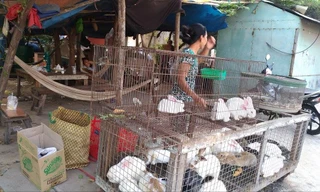 Gà, vịt được bày bán tràn lan ngay bên vệ đường Bình Long, quận Bình Tân, TPHCM