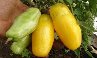 Lạ mắt 'cà chua chuối' hái ra tiền