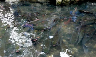 Hình ảnh suối "cá thần" ở Thanh Hóa. (Ảnh: Duy Tuyên)