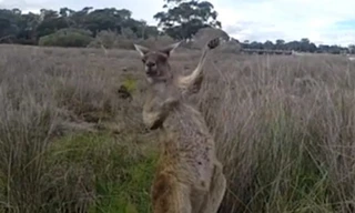 Chuột túi giả vờ biểu diễn đàn guitar