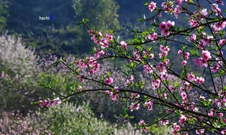 Thung lũng Mộc Châu thắm sắc hoa đào