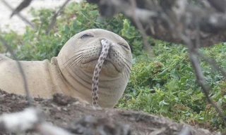 Chú hải cẩu thầy tu bị lươn chui vào mũi đã may mắn được các nhân viên cứu hộ giúp đỡ.