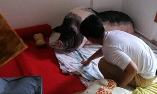 Chú lợn Du Du giờ đã nặng tới 150 kg. Ảnh: Koreaboo.