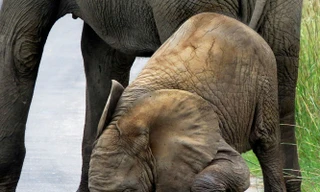 Khi loài voi đồ sộ 'tập Yoga' giỏi hơn cả con người