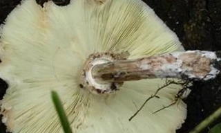 Nấm ô tán trắng phiến xanh. (Nguồn: http: vfa.gov.vn)