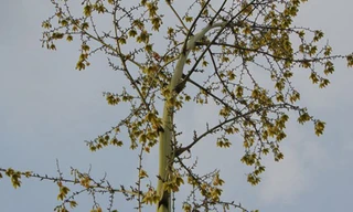 Kiểng lạ có hoa 6 cánh, màu vàng