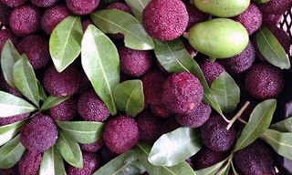 Các loại trái cây rừng đang rất hút khách.