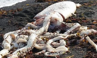 Con mực khổng lồ có chiều dài 7 m. Ảnh: Kaikoura Marine Centre and Aquarium