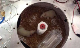 Những con chuột trong thí nghiệm của Lim Seng. Ảnh: Lim Seng