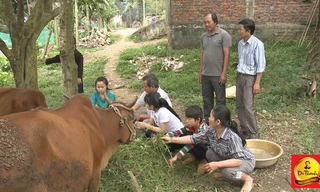 Cặp bò đã làm thay đổi cuộc sống của gia đình anh Vân rất nhiều