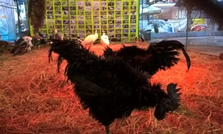 Cận cảnh gà đen mặt quỷ ở Hà Nội