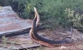 Hai con rắn hổ mang khác loài xoắn chặt lấy nhau nhằm thăm dò sức mạnh đối phương. Ảnh: Youtube.