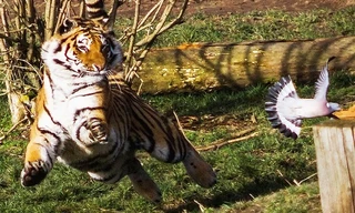 Hổ Amur chỉ chậm vài giây khi vồ chim bồ câu. Ảnh: SWNS.