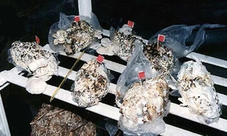 Các nhà nghiên cứu khẳng định, nấm trồng từ bỉm đã qua sử dụng không độc và có hướng vị cũng như hàm lượng dinh dưỡng như nấm trồng theo những cách thông thường khác. Ảnh: Daily Mail