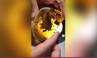 Hóa thạch chim nguyên vẹn nhất trong hổ phách 99 triệu năm