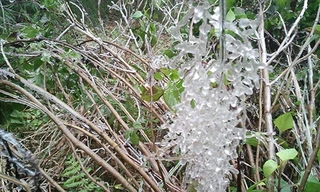 Băng giá sáng nay ở Fansipan. Ảnh: Nguyễn Viết Ma