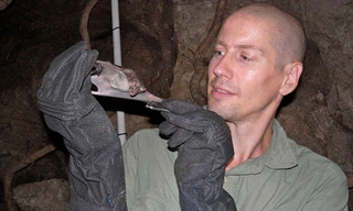 Nhà nghiên cứu Fry cùng một con dơi ma cà rồng trong tự nhiên.