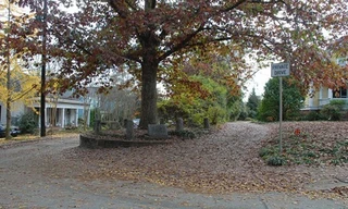 Cây sồi trắng nằm giữa hai con phố ở Athens, Georgia, Mỹ. Ảnh: Land Use Database.