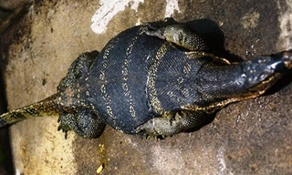 Con kỳ đà khổng lồ được bắt ở Rạch Bàng, quận 7. Ảnh: Hải Hiếu