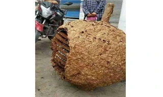 Tổ ong 40 kg được tìm thấy trong cánh rừng ở Hà Nam, Trung Quốc. Ảnh: Sina Weibo.