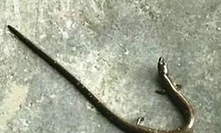 Con rắn lạ có 4 chân khiến nhiều người xôn xao. Ảnh: Dân Việt