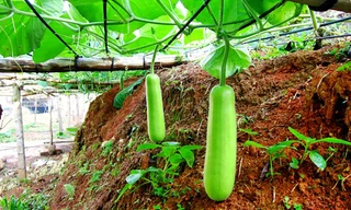 Lợi ích tuyệt vời cho sức khỏe của nước ép bầu tươi