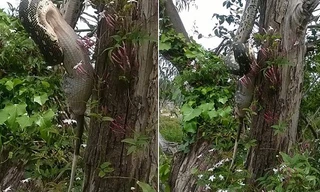 Kinh hãi trăn khổng lồ nuốt gọn thú có túi