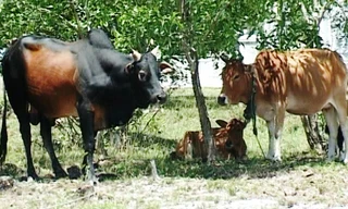 Con bò đực to lớn (bìa trái) là “thủ phạm” húc chết người.