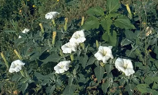 Những loài cây kịch độc, bạn ngất lịm nếu gặp loại cây này