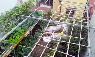 Dịch vụ thiết kế, làm vườn rau tại nhà hút khách