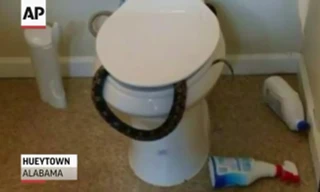 Rùng mình phát hiện rắn độc chui trong bồn cầu