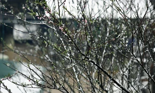 Hoa đào rừng rét quắt trong băng tuyết Sa Pa