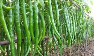 Ngắm ớt lạ siêu dài, quả đỏ vàng chi chít