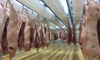 Heo được treo sạch sẽ trong phòng mát 0-40C