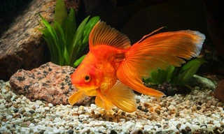 Cá vàng sống sót mà không cần oxy để thở trong nhiều tháng mùa đông. Ảnh: Inquisitr.