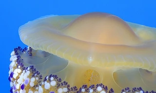 Vẻ ngoài của loài sứa Fried Egg Jellyfish ở bờ Địa Trung Hải giống hệt món trứng ốp la.