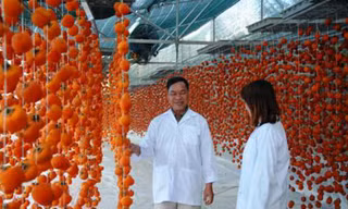 Hồng sấy khô theo công nghệ Nhật Bản tại gia đình ông Trần Phú Lộc. Ảnh: Quốc Dũng.
