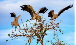 Những đàn Chim sải cánh bay về tổ tạo nên bức tranh thiên nhiên sinh động cho rừng tràm (nguồn ảnh: Internet)