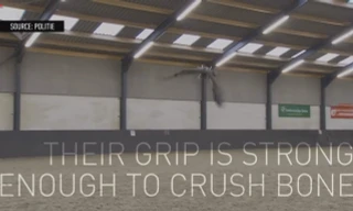 Hà Lan huấn luyện đại bàng để “diệt” flycam