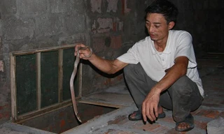 Hơn 20 năm nuôi rắn, lão Đông giờ là tỷ phú vùng chiêm trũng. 