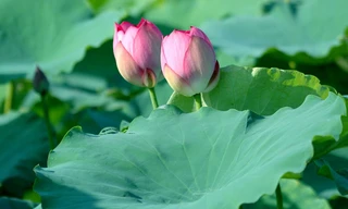 Mất ngủ, khó ngủ - Nguyên nhân và cách chữa trị
