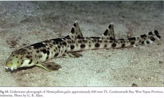 Tận thấy loài cá mập có thể đi bộ trên cạn vừa phát hiện được