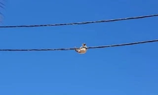 Mèo đánh đu trên dây điện thách thức lực lượng dân phòng