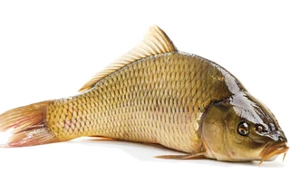 Vảy cá chép dùng chế biến món ăn phù hợp với người mắc ung thư cổ tử cung - Ảnh: Shutterstock