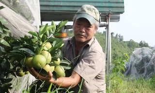 Ở vùng đất Khê Mây, ai cũng biết đến lão nông Đinh Văn Oánh (62 tuổi) với trang trại trồng cam theo quy trình sản xuất khép kín