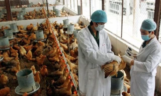 Kon Tum: Xuất hiện dịch cúm gia cầm A/H5N6
